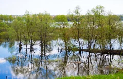 Trees standing in the water Stock Photos
