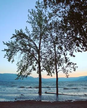 Trees standing in water with sunset sky background. Stock Photos