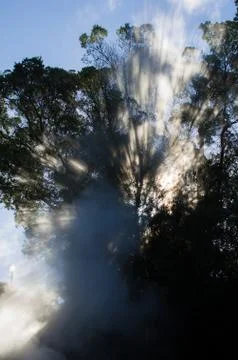 Trees with steam Stock Photos
