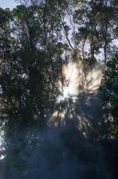 Trees with steam Stock Photos