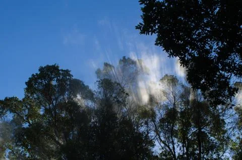 Trees with steam Foto stock