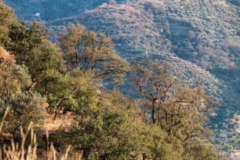 Trees on steep hill Stock Photos