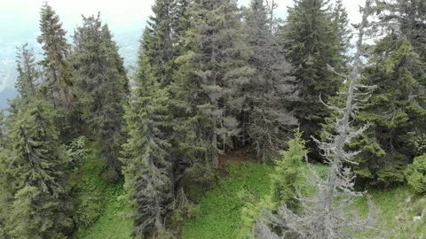 Trees On A Steep Mountain Slope Stock-Footage 159915899