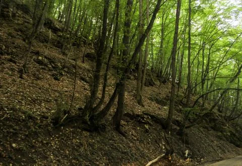 Trees on a steep slope. Stockfoto's