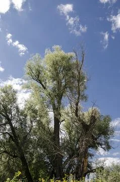 Trees in the steppe on a background of blue sky with clouds Stock Photos