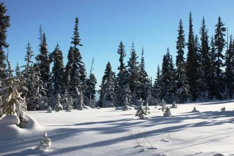 Trees sticking through deep snow in winter Stock Photos