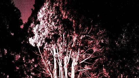 Trees Stop Motion 01 Stock Footage 75342581