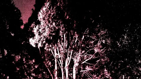 Trees Stop Motion 02 Stock Footage 75342583