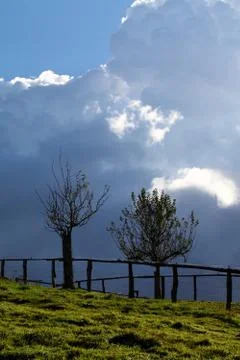 Trees - Storm Clouds Stock Photos
