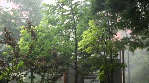 Trees in the storm Stock Footage