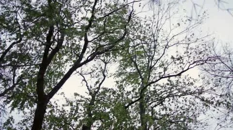 Trees in a storm 動画素材 12491520