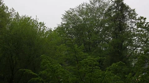 Trees in a storm Stock-Footage 50038364
