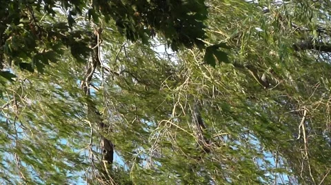 Trees At Storm Wind 動画素材 53417734