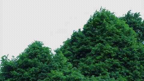 Trees On Stormy Day Pre-Keyed Isolated With Alpha Channel Stock Footage 287639050