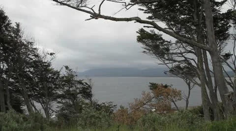 Trees on Strait of Magellan Stock Footage 9306060