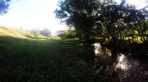 Trees By a Stream Stock Footage 48963590
