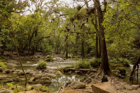 Trees in stream shore Stock Photos