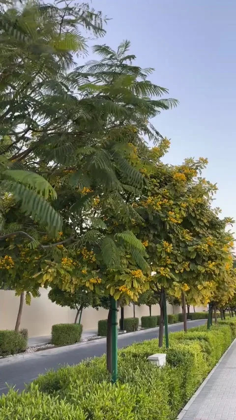Trees on the street on a windy day 库存影片 300281273