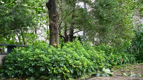 Trees in a strong storm Stock Footage 137689256