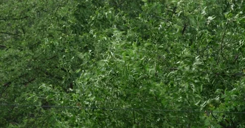 Trees In Strong Wind 4k Video stock 51142763