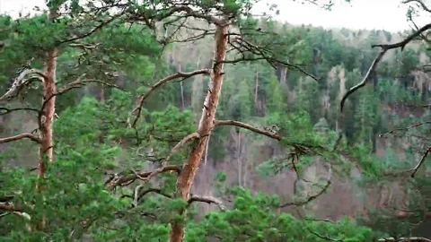 Trees in strong wind. Stock Footage 69323804
