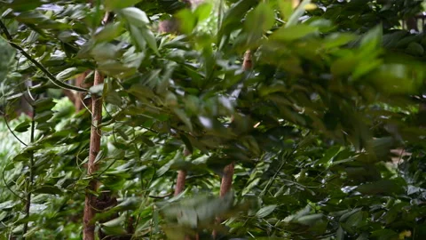 Trees in strong wind horizontal composition Stock Footage 138356501