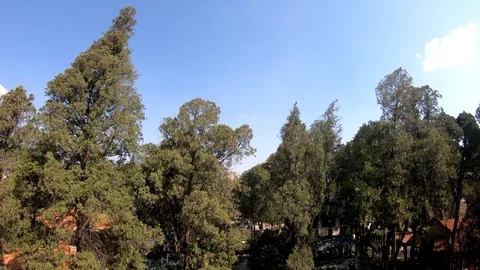 Trees In Strong Wind Under clear blue sky Stock Footage 105434868