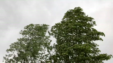 Trees in strong wind under storm sky Stock Footage