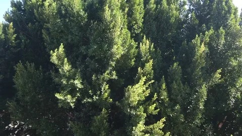 Trees In Strong Wind Under Storm Sky Stock Footage 92762824