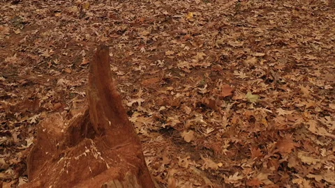 TREES STUMPS IN FALL FOREST Stock Footage 193719777