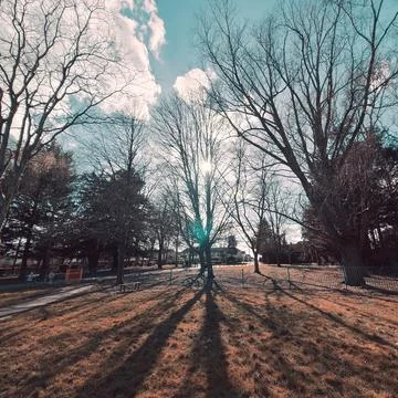 Trees with stunning sunshine Stock Photos