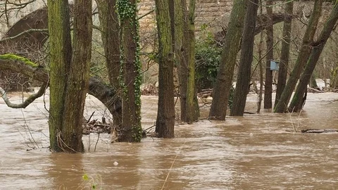 Trees Submerged By Floodwater Stock Footage 91865788