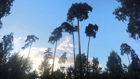Trees in a summer city park timelapse Video stock 79809178