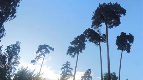 Trees in summer city park timelapse Vidéo 79809472