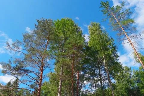 Trees on summer day in forest Stock Photos