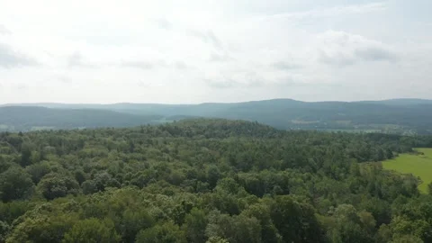 Trees Summer Drone Video stock 251588673
