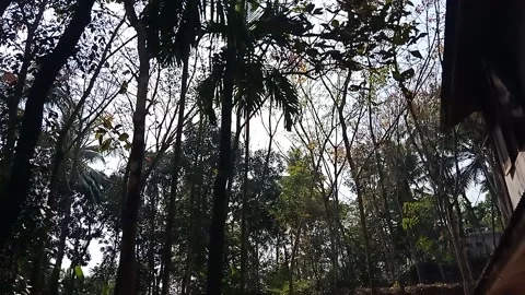 Trees in the summer fallen the leaves Stock Footage 168221719