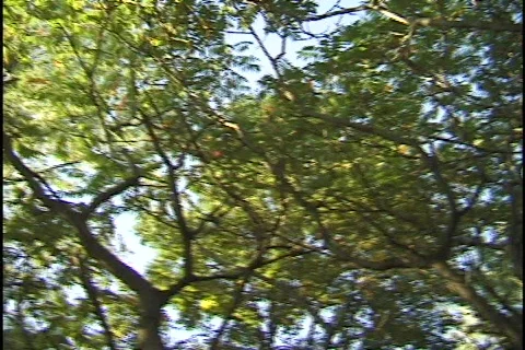 Trees in Summer Stock-Footage 298672