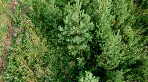 Trees in Summer Video stock 10712140