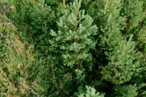 Trees in Summer 스톡 동영상 10712192