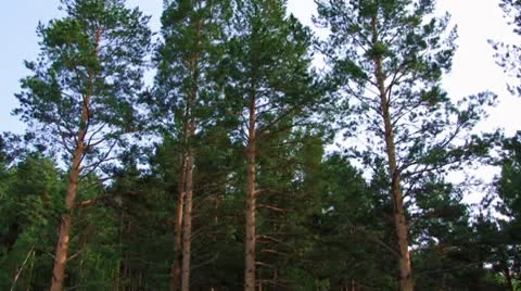 Trees in Summer Stock Footage 10713485