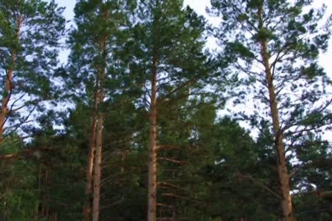 Trees in Summer Video stock 10713488