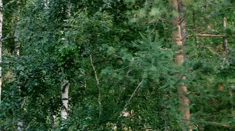 Trees in Summer Stock Footage 10713535