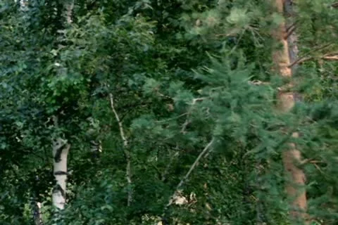 Trees in Summer 스톡 동영상 10713600