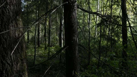 Trees in the summer forest 库存影片 166451497