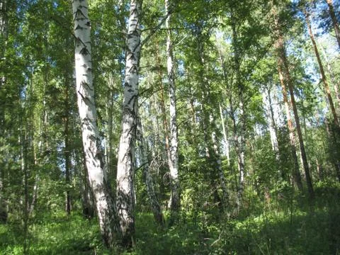 Trees in a summer forest Stock Photos