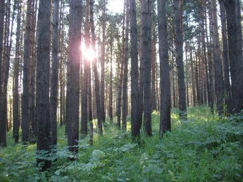 Trees in a summer forest Stock Photos