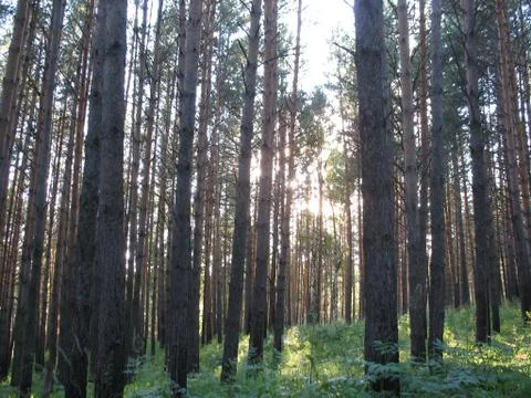 Trees in a summer forest Stock Photos