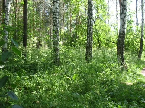 Trees in summer forest Stock Photos