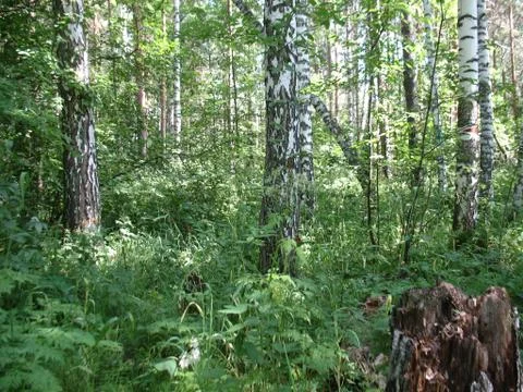 Trees in summer forest Stock Photos
